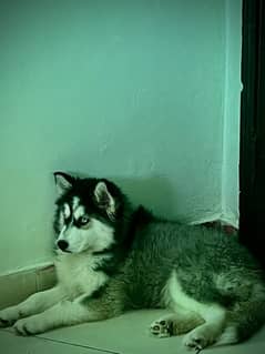 Husky Puppy | Wooly Coat | Siberaian Huskys | Healthy & Active