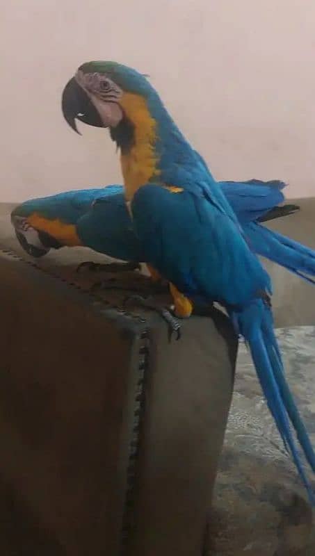 Blue Gold Macaw parrot call number 03359075409 0