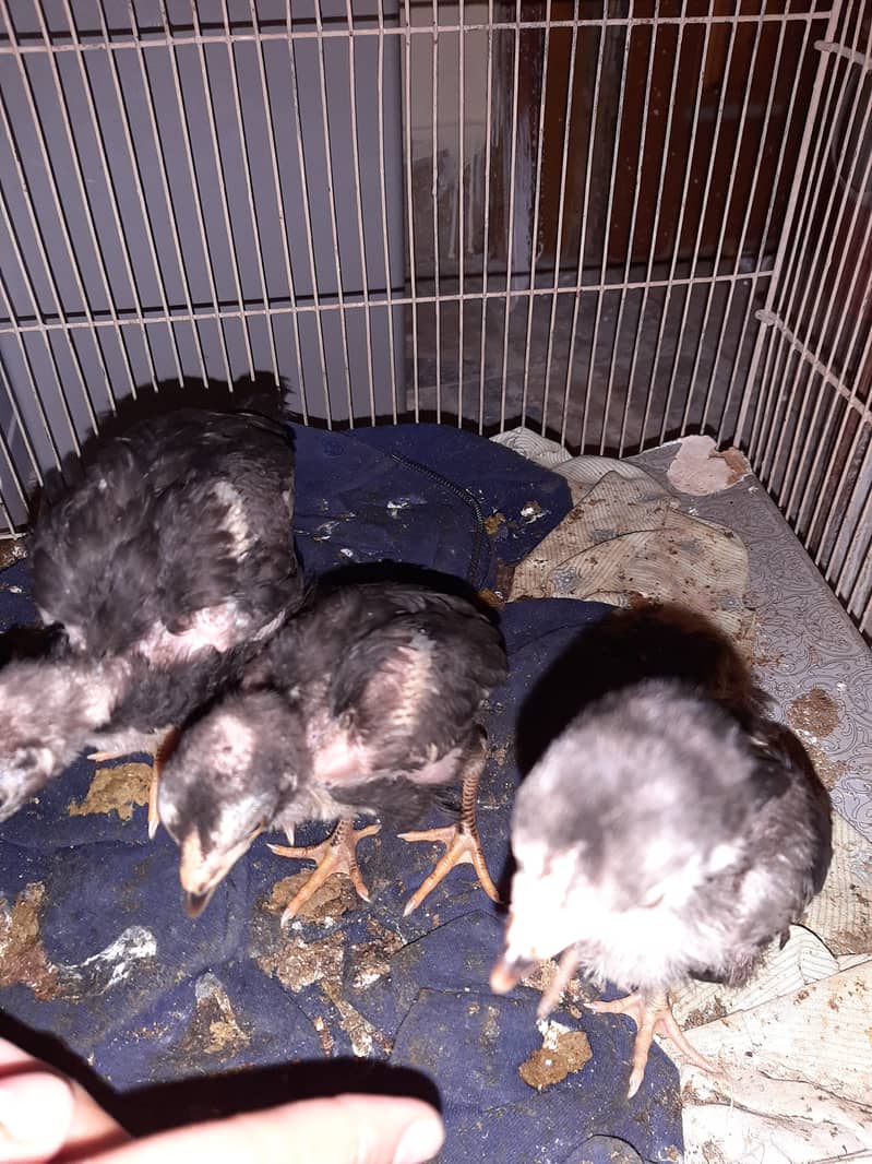 Mushka lasani chicks for sale 8