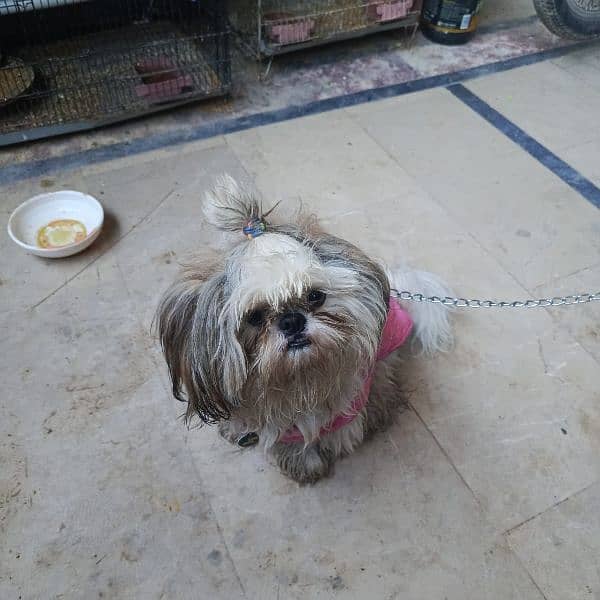 toy bread shih tzu 03315275291 whtsapp 1