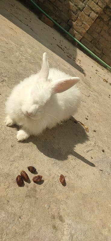 Fancy Breader Rabbits Pair for sale 2