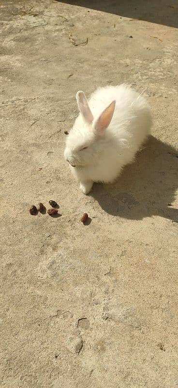 Fancy Breader Rabbits Pair for sale 5