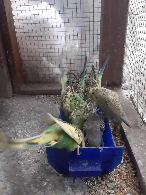 Budgie Parrots 1