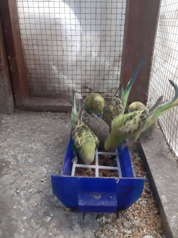 Budgie Parrots 3