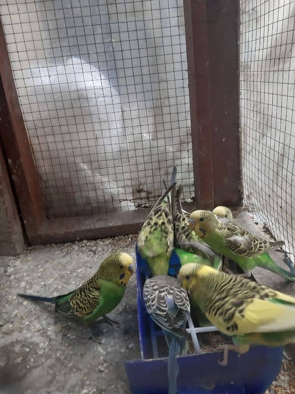 Budgie Parrots 4