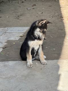 2-Month-Old Husky Puppies for Sale – Healthy & Playful!