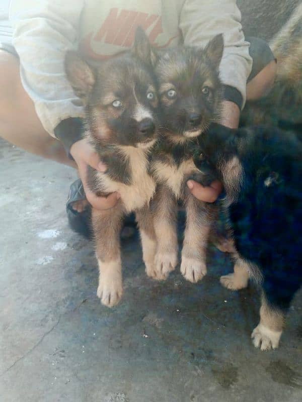 Alsition dog puppies With Odd eyes 1