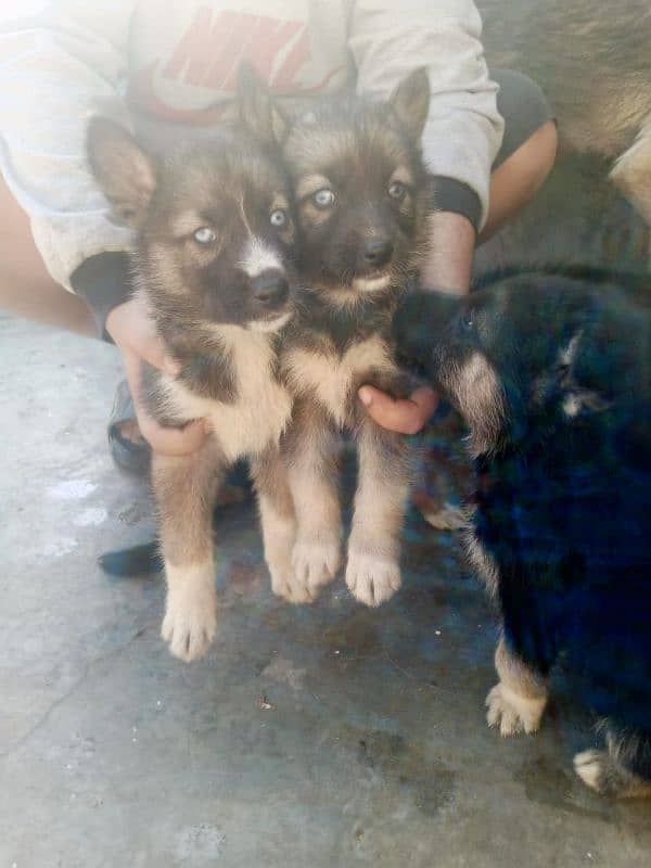 Alsition dog puppies With Odd eyes 2