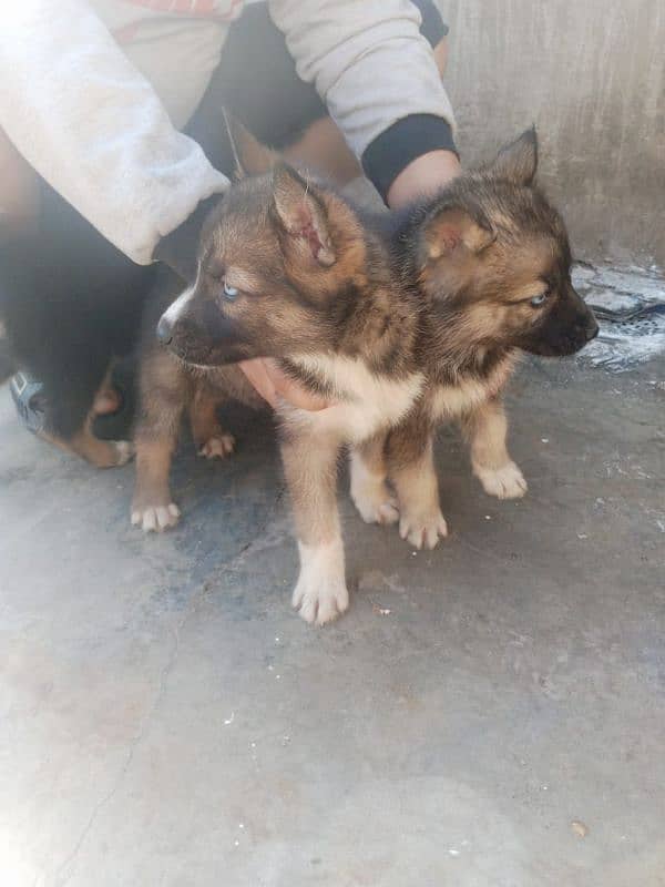 Alsition dog puppies With Odd eyes 3