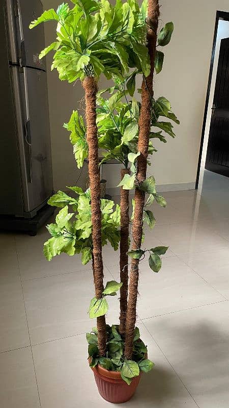 Beautiful long Four piece Plant 5