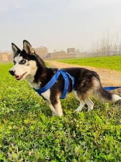 Siberian husky female available for sale