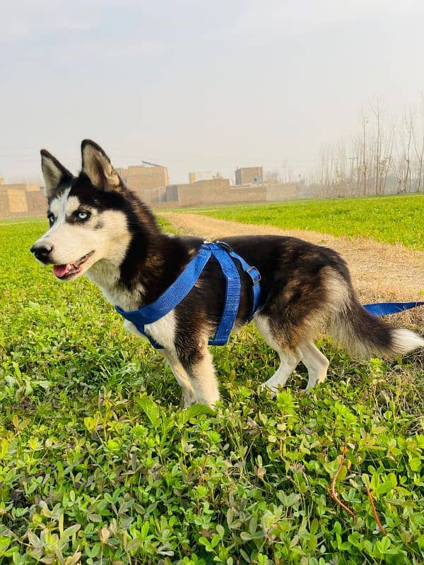 Siberian husky female available for sale 0