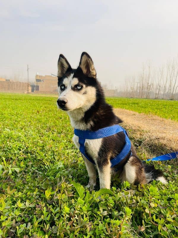 Siberian husky female available for sale 2