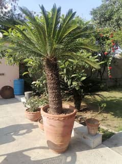 kangi palm tree