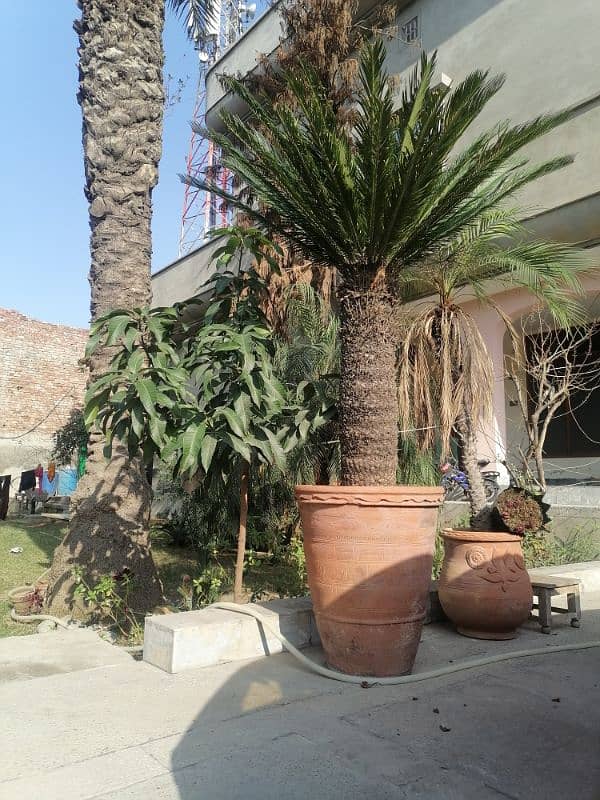 kangi palm tree 1