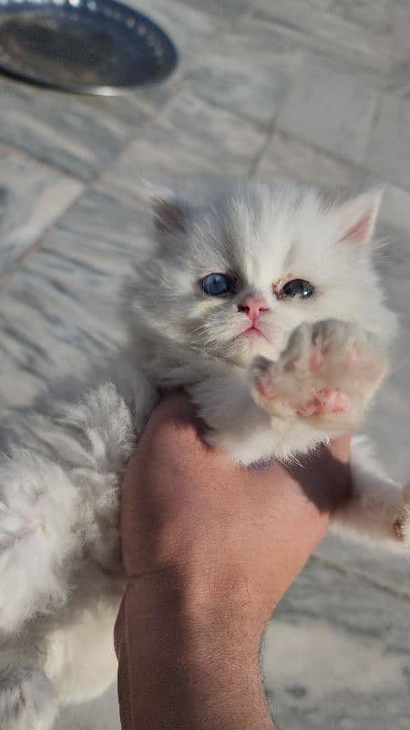 Odd eyes Peke/piki face Full punch Male heavy kitten 5