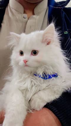 Persian kittens triple coat