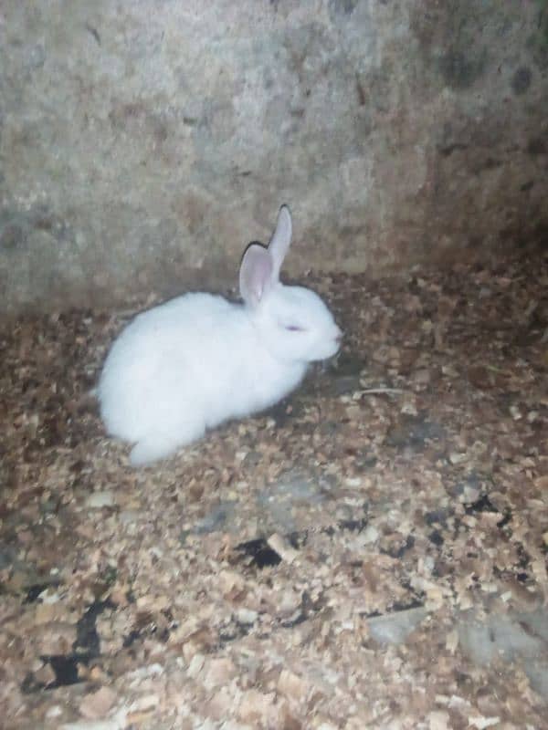 Rabbit breeder female 0