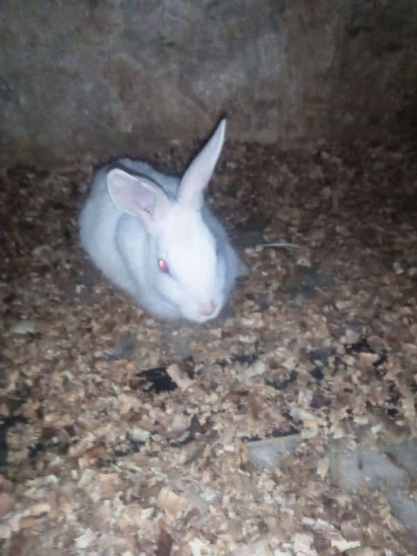 Rabbit breeder female 1