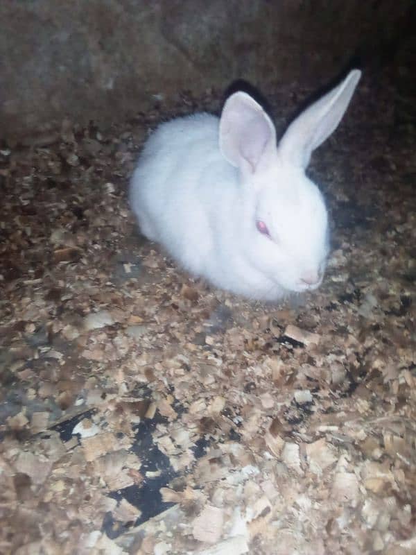 Rabbit breeder female 2