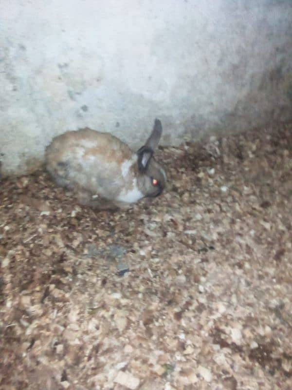 Rabbit breeder female 3