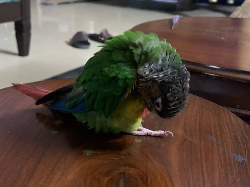 pineapple conure 0