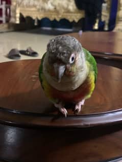 pineapple conure tame parrot