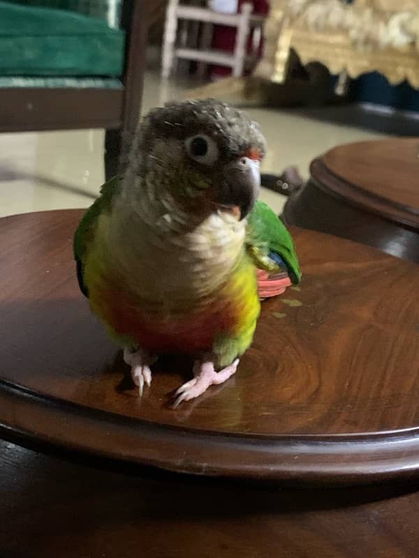 pineapple conure 2