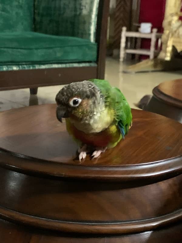 pineapple conure 3