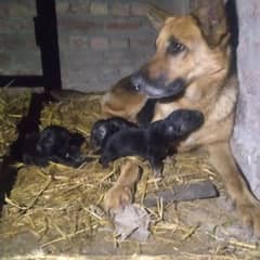 big offer very cute German shepherd puppies