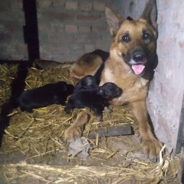 big offer very cute German shepherd puppies 2