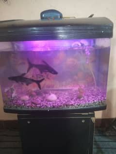 FISH AQUARIUM