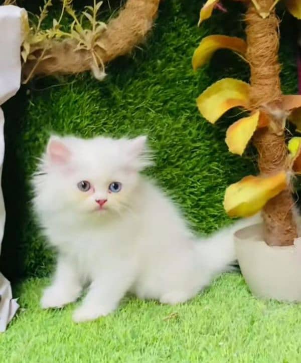 Persian beautiful Cat for sale/0320/69/30/694 my WhatsApp number 0