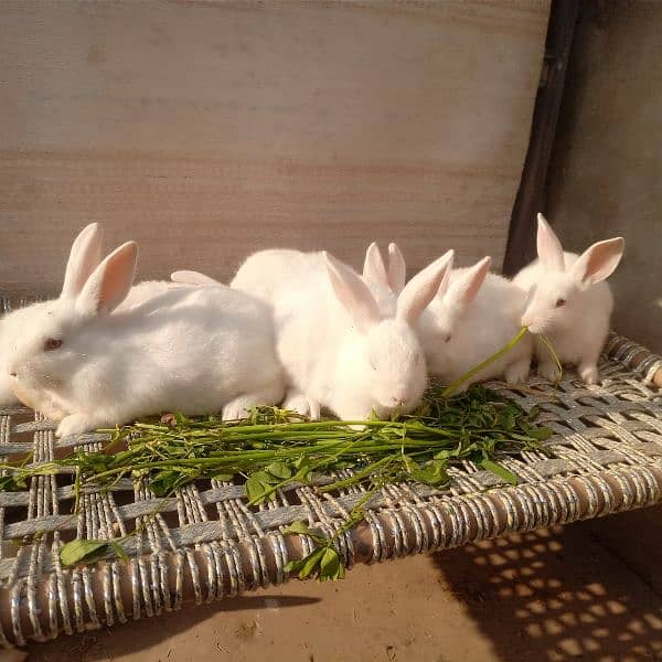 New Zealand white bunnies for sale 3