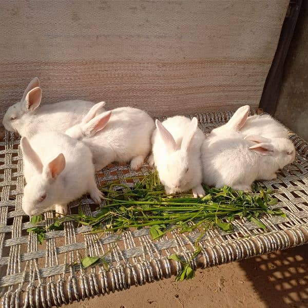 New Zealand white bunnies for sale 4