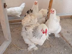 golden misri|Lohman brown|golden buff |australorp | rir |light brahma