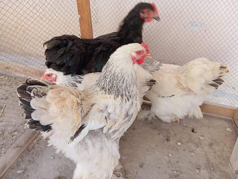 golden misri|Lohman brown|golden buff |australorp | rir |light brahma 1