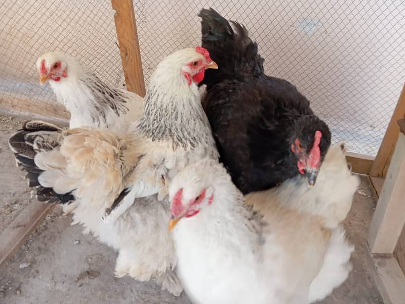 golden misri|Lohman brown|golden buff |australorp | rir |light brahma 2