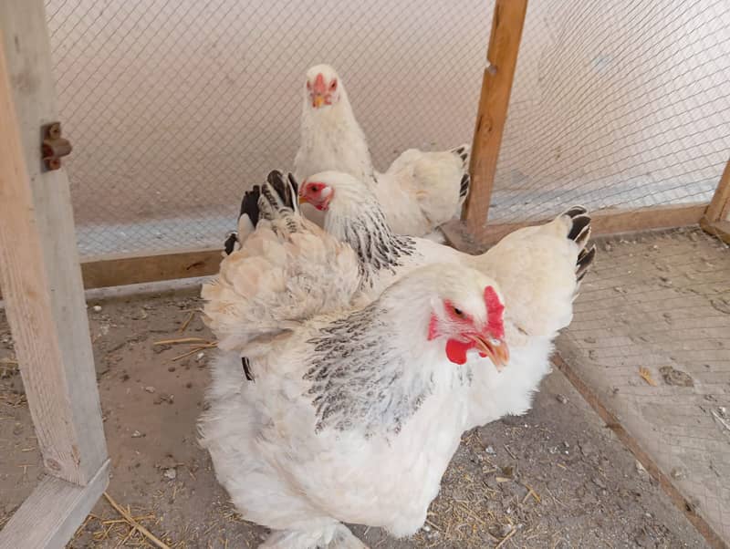 golden misri|Lohman brown|golden buff |australorp | rir |light brahma 3