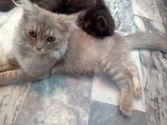 Persian kittens pair for sale