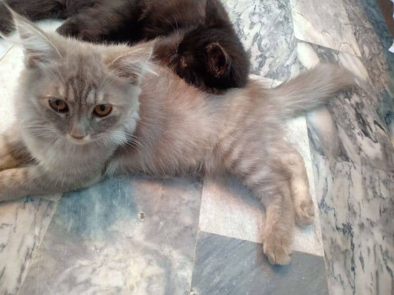 Persian kittens pair for sale 1