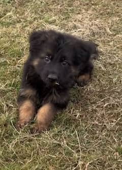 German shepherd puppies for sale / GSD pup / german shepherd