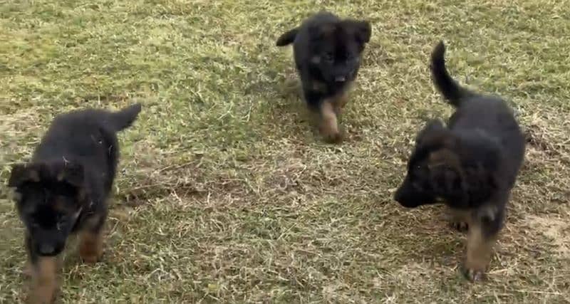 German shepherd puppies for sale / GSD pup / german shepherd 1