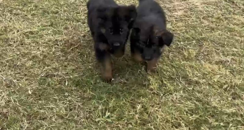 German shepherd puppies for sale / GSD pup / german shepherd 2