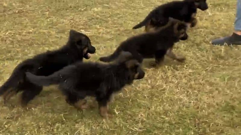 German shepherd puppies for sale / GSD pup / german shepherd 3