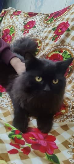 Persian cat