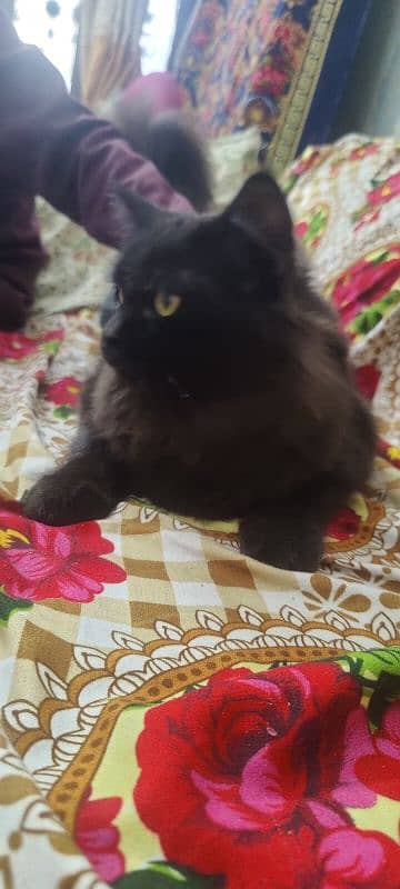 Persian cat 2