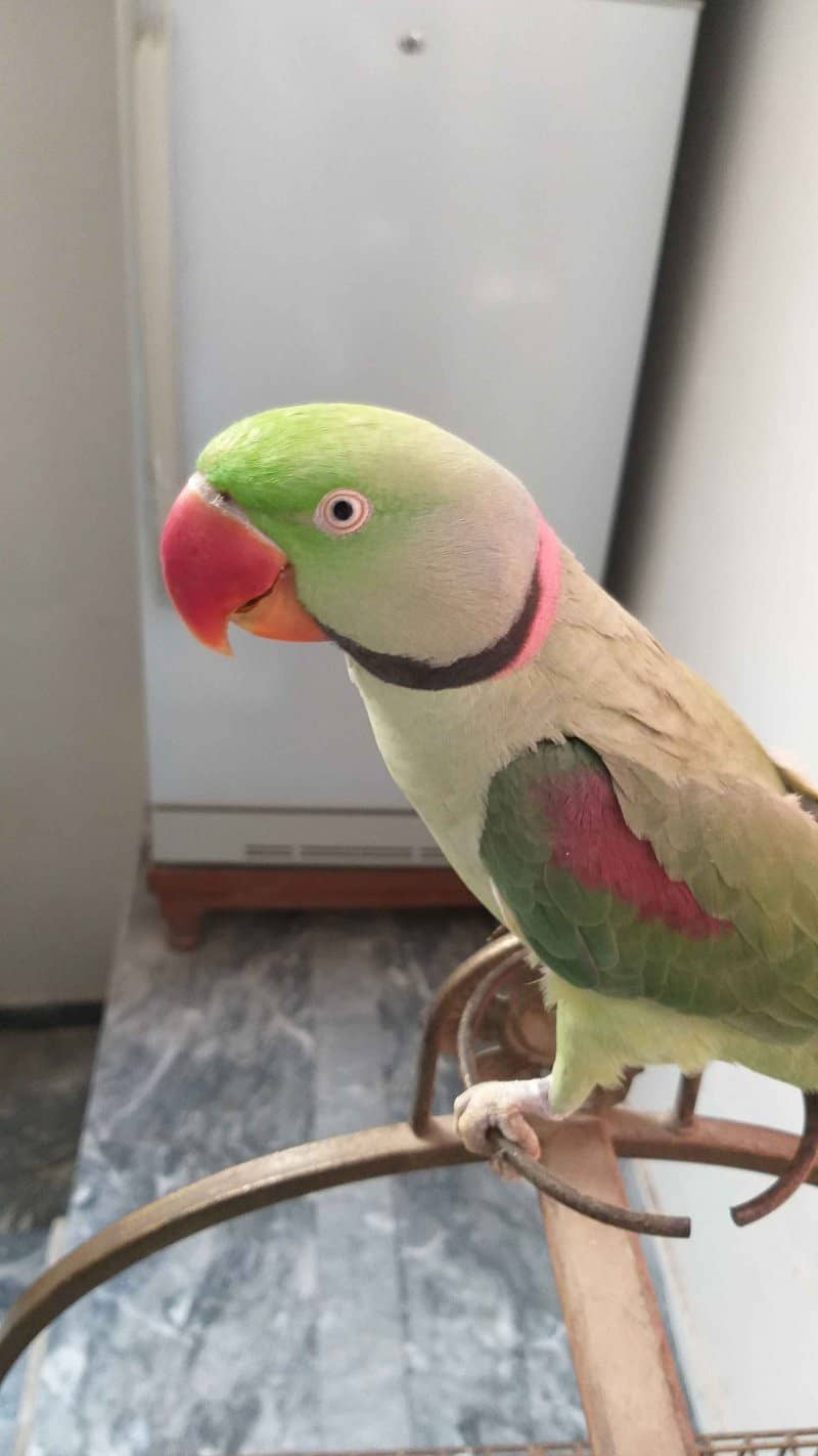 Kashmeri Raw Parrot 6 Month Age WhatsApp 03264028934 0