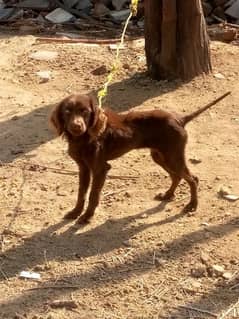 pointer dog