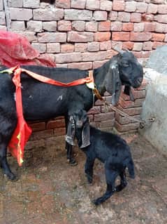 dasi bital bakri